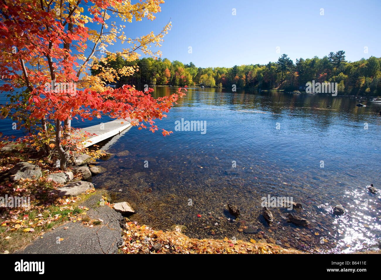 Les arbres d'automne et les canards au bord du lac Quakish, Ludlow, dans le Maine, la Nouvelle Angleterre, USA. Banque D'Images