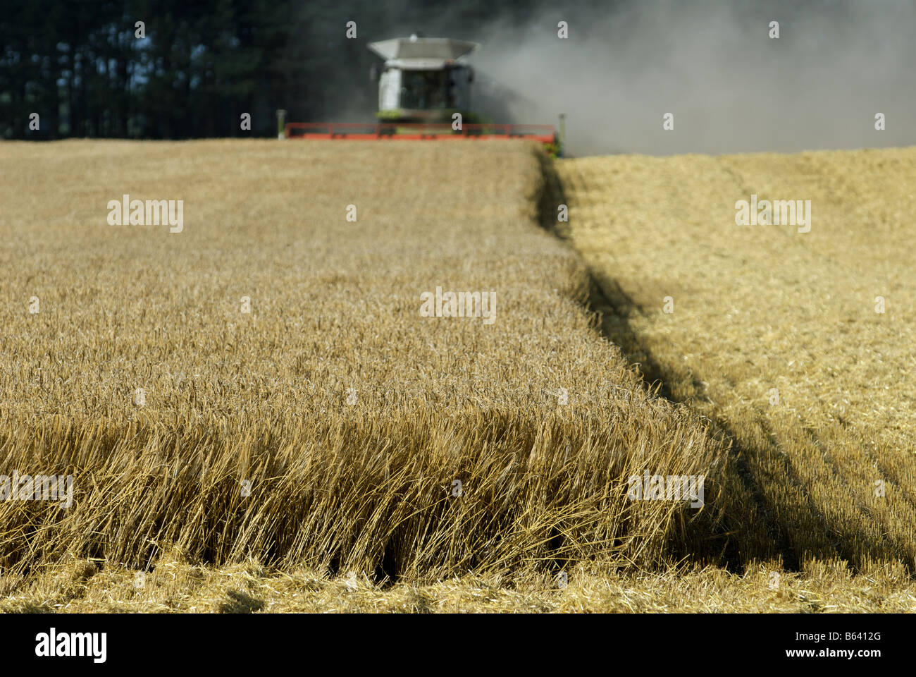 La récolte de blé, Butley, Suffolk, UK. Banque D'Images
