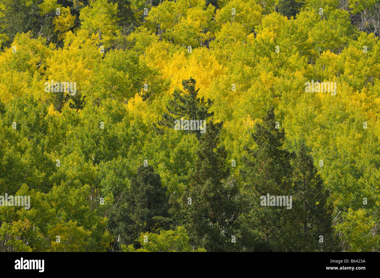 Ponserosa pins stand élevé parmi les trembles d'automne dans le bassin intérieur de la San Francisco Peaks dans le Nord de l'Arizona Banque D'Images