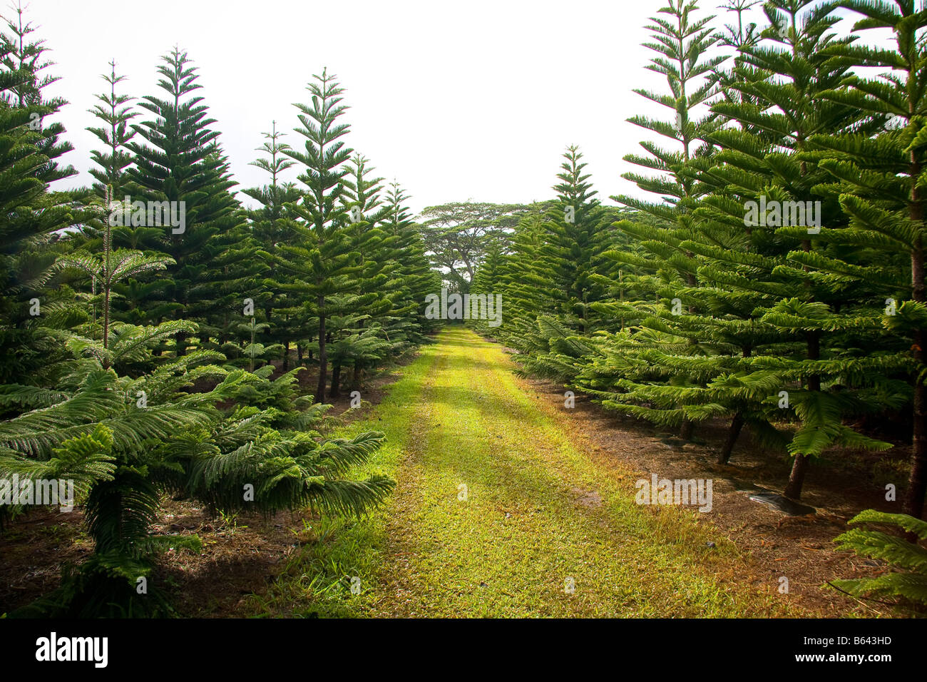 Grove ou forêt de pins Cook (Araucaria columnaris) arbres avec road Banque D'Images