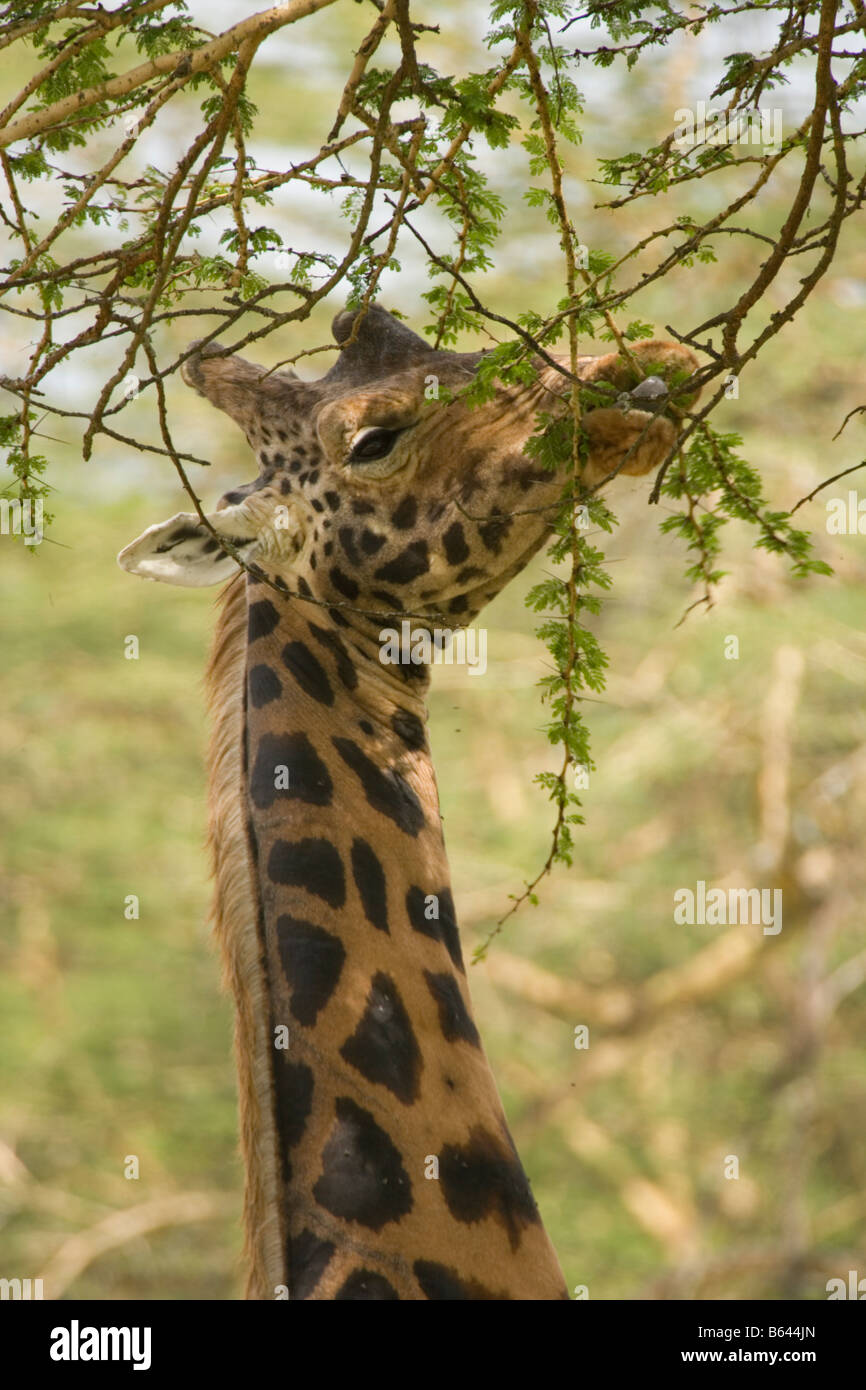 Girafe Rothschild Giraffa camelopardalis rothschildi Parc national du Lac Nakuru au Kenya Banque D'Images