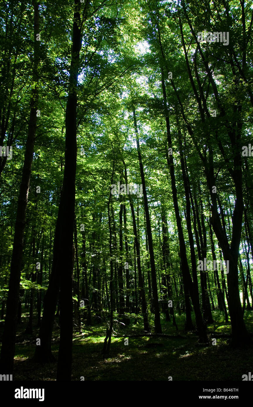 Une section d'une forêt près de Basdhal, Nord de l'Allemagne Banque D'Images