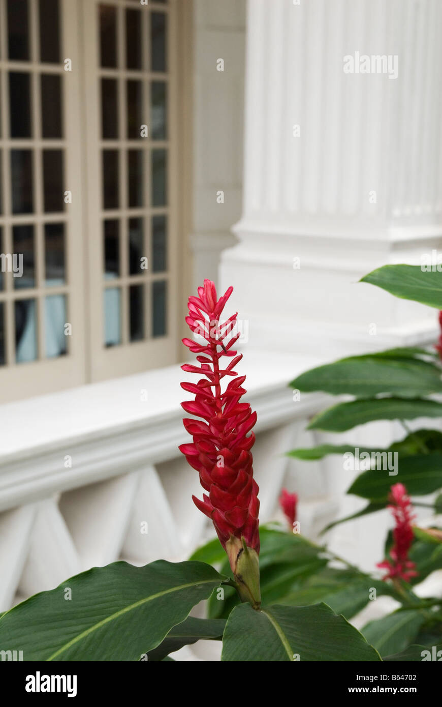 Détail de la fleur de gingembre rouge au Raffles Hotel, Singapore Banque D'Images