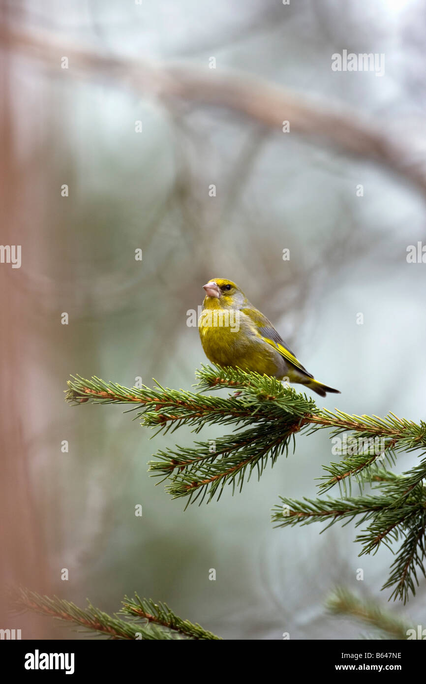 La Finlande, Ruhtinansalmi, près de Suomussalmi, Wildlife Centre Martinselkonen Erakeskus. Verdier. Chloris chloris. Banque D'Images