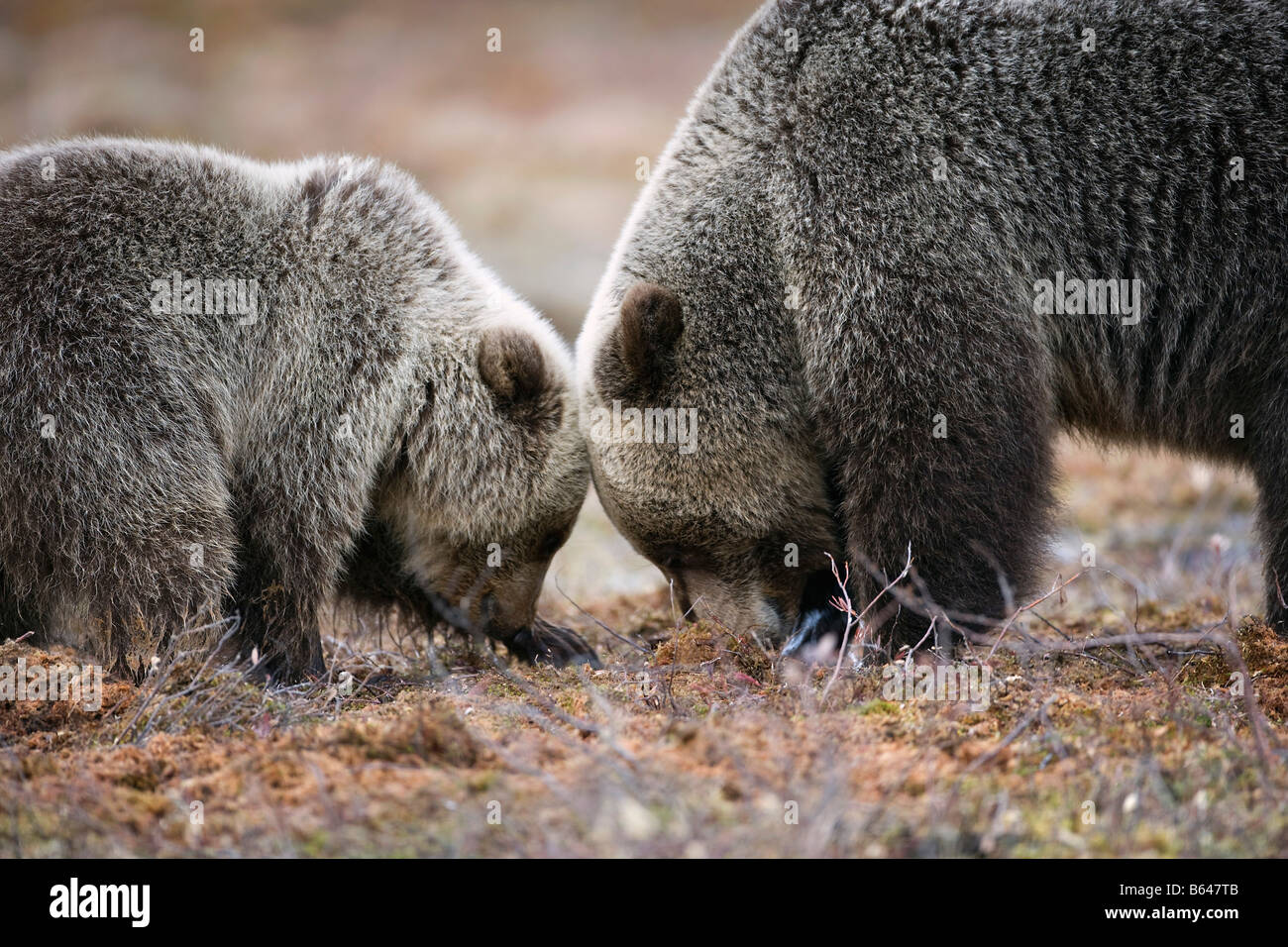 La Finlande, Ruhtinansalmi, près de Suomussalmi, l'ours brun. Ursus arctos. Mère et son petit. Banque D'Images