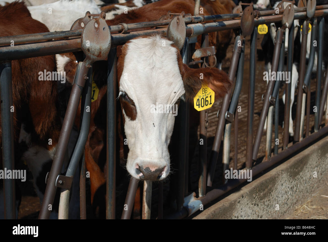 Ces ans les vaches laitières sont un moyen d'Holstien 3 Croix rouge suédoise et vaches montbéliardes exclusivement Banque D'Images