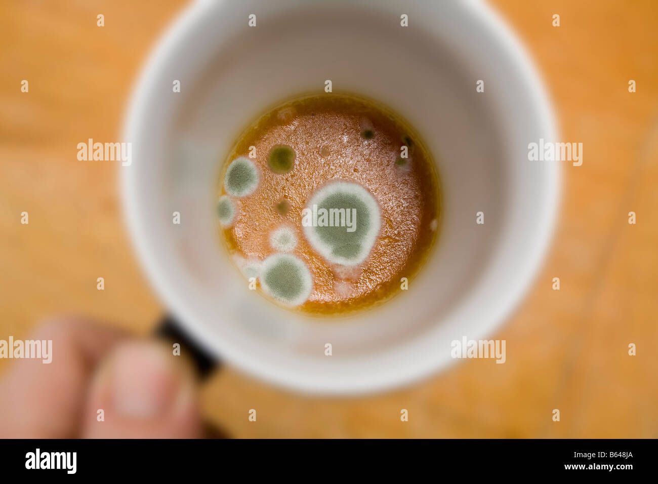 La pénicilline moisissure croissant dans une tasse de café filtré Banque D'Images