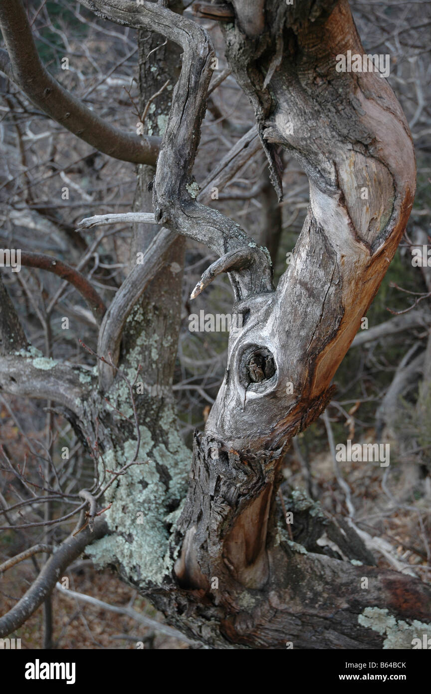 Arbre mort en hiver, Lamguedoc, France Banque D'Images