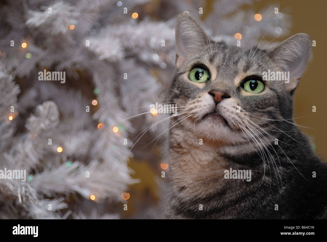 Un American Shorthair cat pose devant un arbre de Noël blanc décoré avec des lumières Banque D'Images