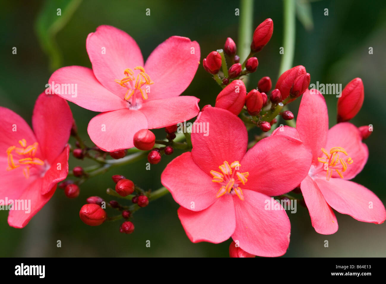 Miss Hong Kong fleurs rouge vif et les bourgeons. Banque D'Images