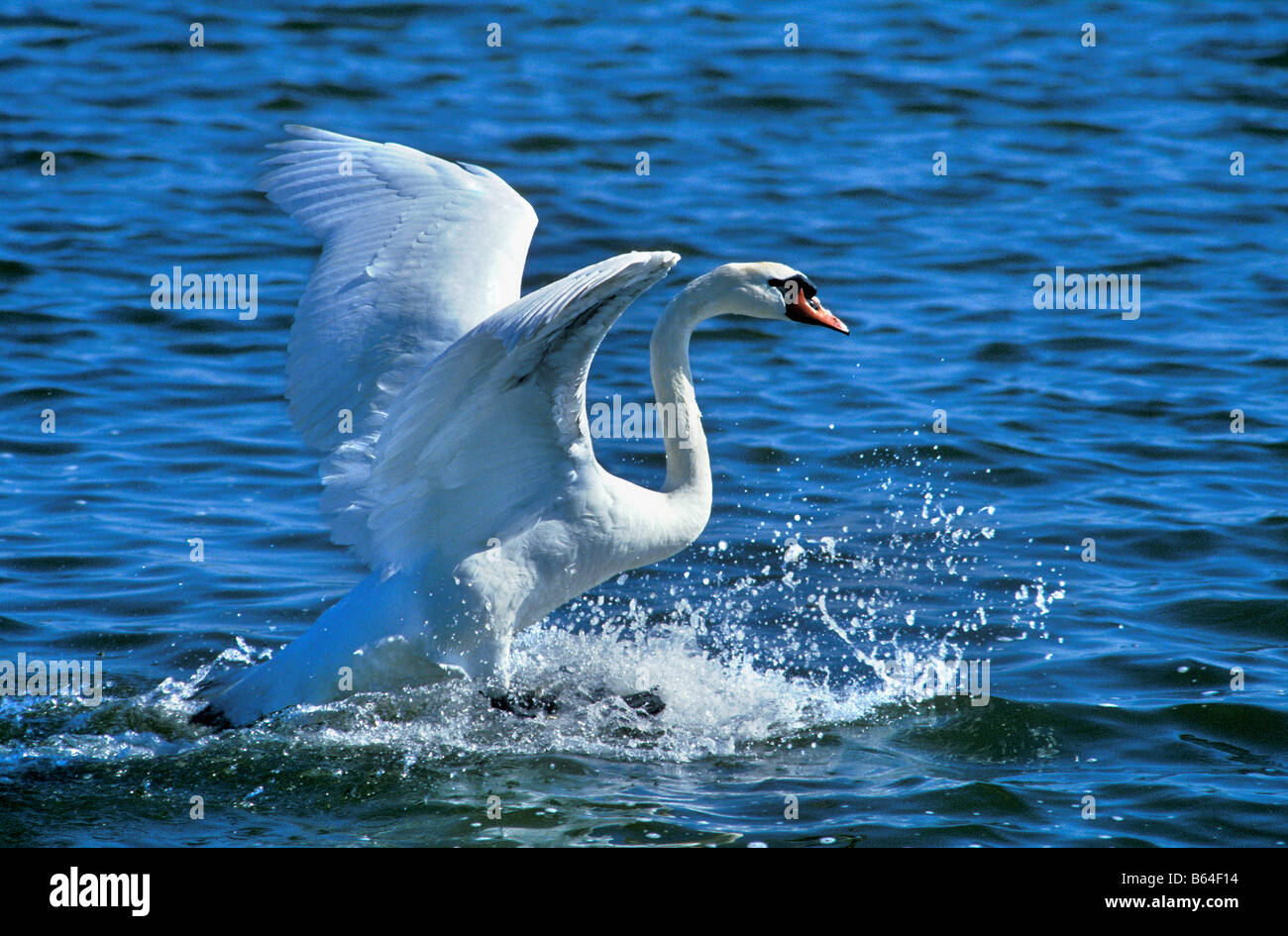 La Hollande, Pays-Bas, Graveland. Mute swan (Cygnus olor). L'atterrissage. Banque D'Images