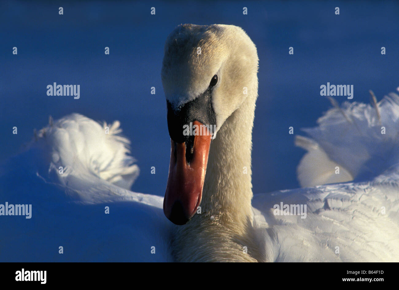 La Hollande, Pays-Bas, Graveland. Mute swan (Cygnus olor). L'atterrissage. Banque D'Images