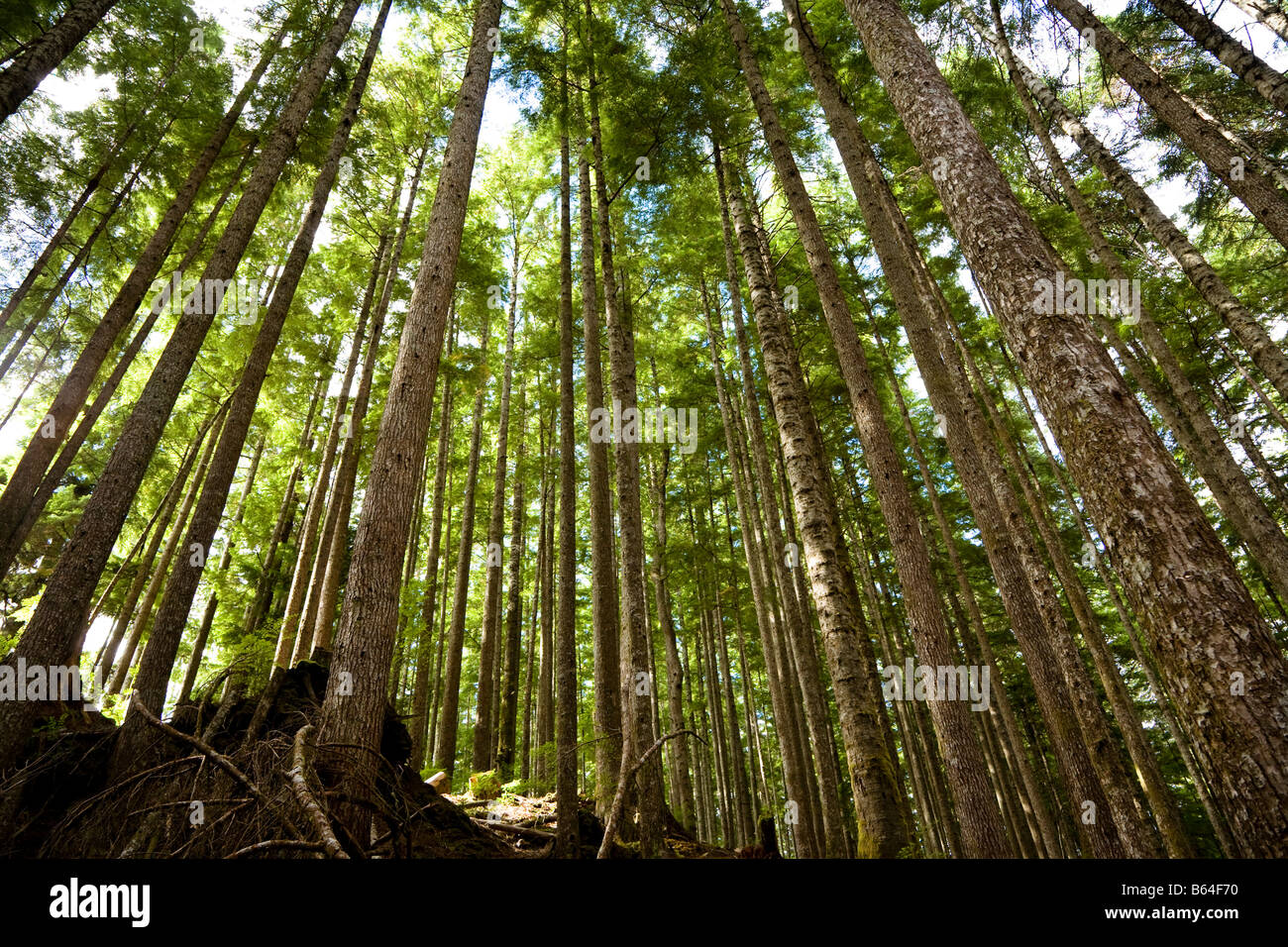 La pruche de l'Ouest Tsuga heterophylla et de sapin gracieux ou de sapin Abies amabilis l'île de Vancouver, Canada Banque D'Images