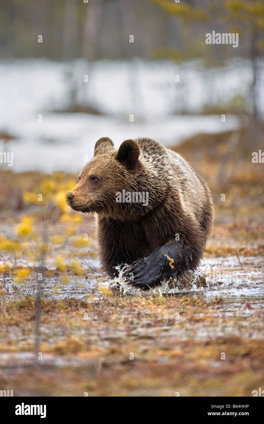 La Finlande, Ruhtinansalmi, près de Suomussalmi, l'ours brun. Ursus arctos. Banque D'Images