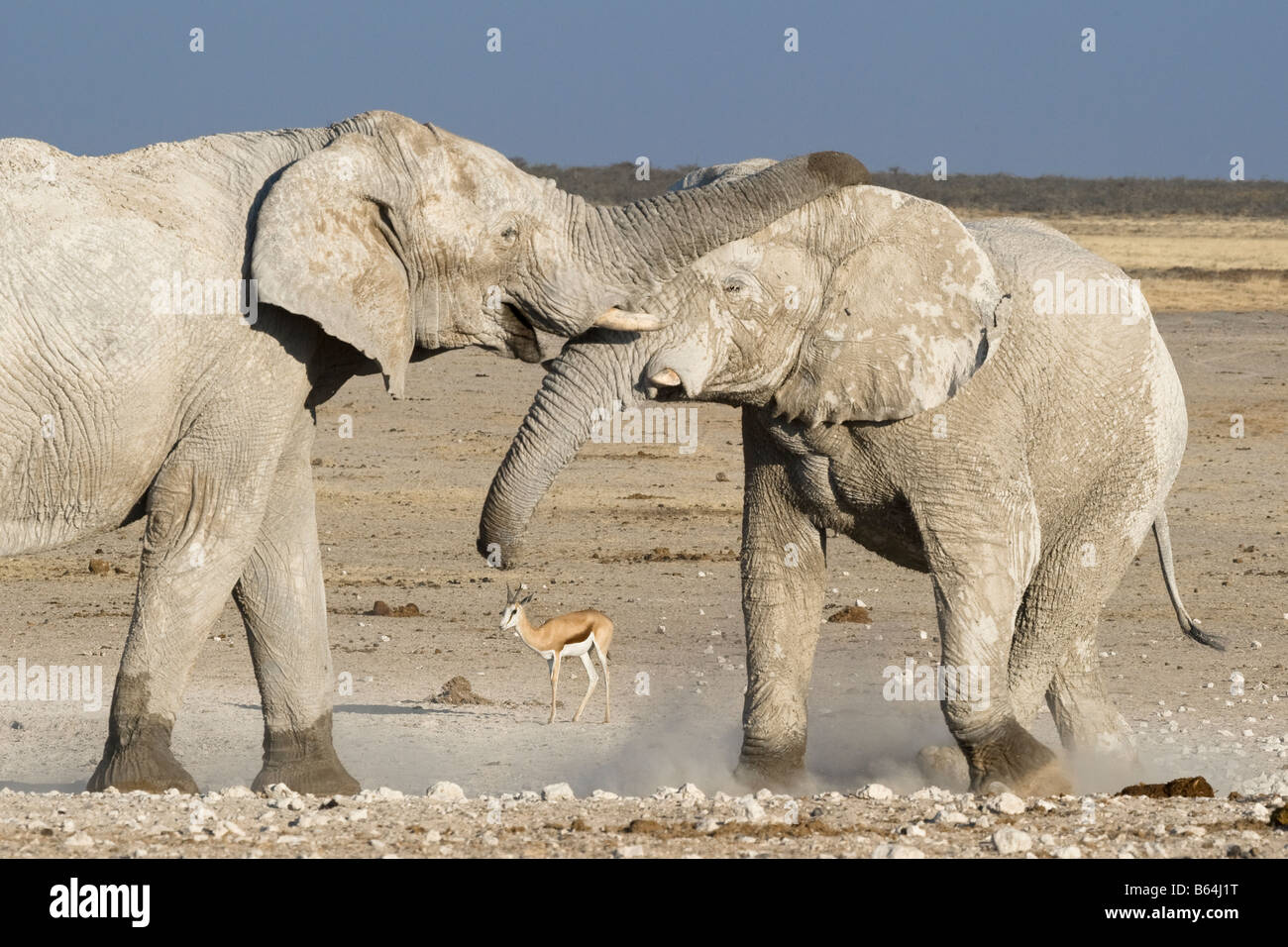 En saluant les éléphants du désert, Etosha National Park, Namibie Banque D'Images
