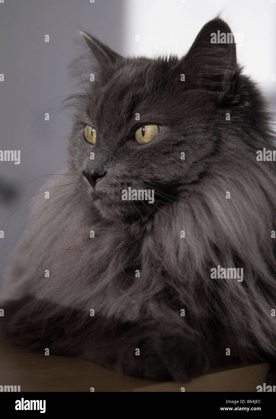 Portrait D Un Chat Gris Fonce Aux Cheveux Longs Avec Des Yeux Jaunes Photo Stock Alamy Portrait D Un Chat Gris Fonce Aux Cheveux Longs Avec Des Yeux Jaunes Photo Stock Alamy