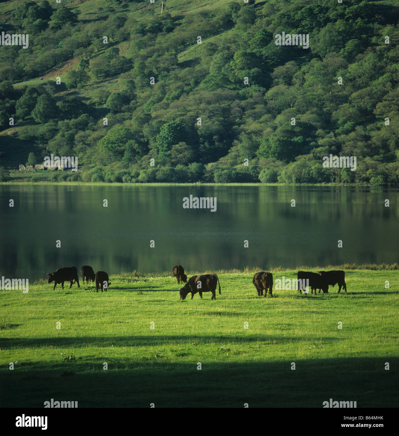 Le pâturage du bétail noir gallois par lac Snowdonia au début de l'été Banque D'Images