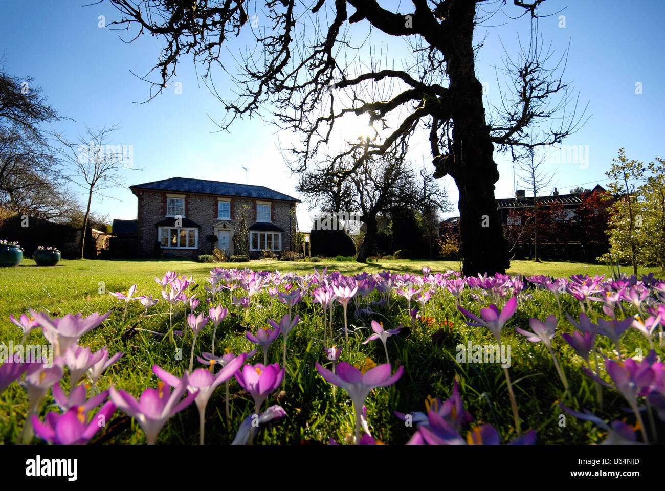 Maison traditionnelle anglaise, avec jardins formels et les crocus Banque D'Images