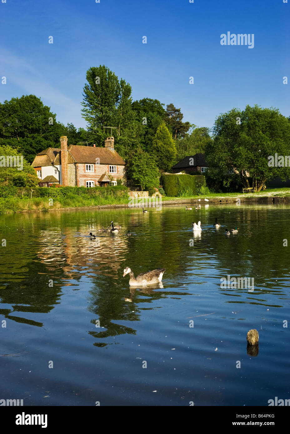 Chalet sur Shottermill des étangs situés près de Haslemere, Surrey, England, UK avec canards et oies Banque D'Images