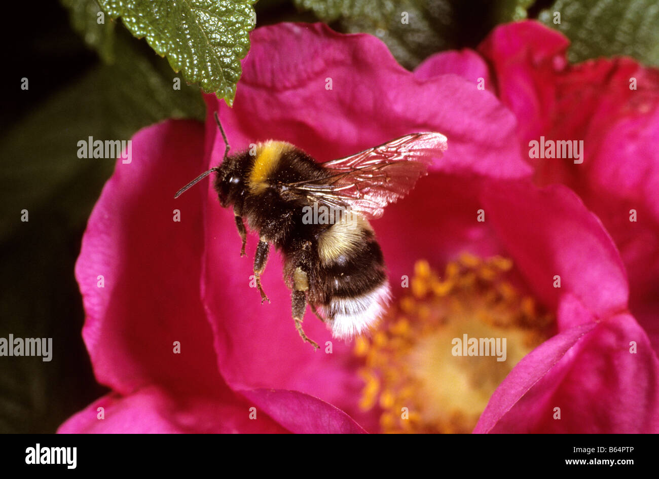 Le cerf de bourdon (Bombus lucorum) en vol Banque D'Images