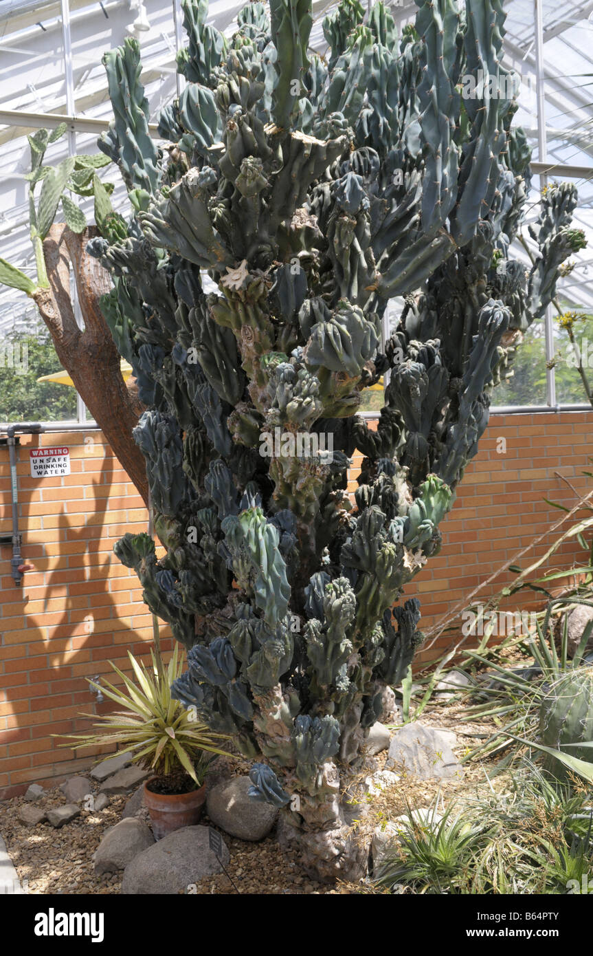 Apple tree péruvienne Banque D'Images