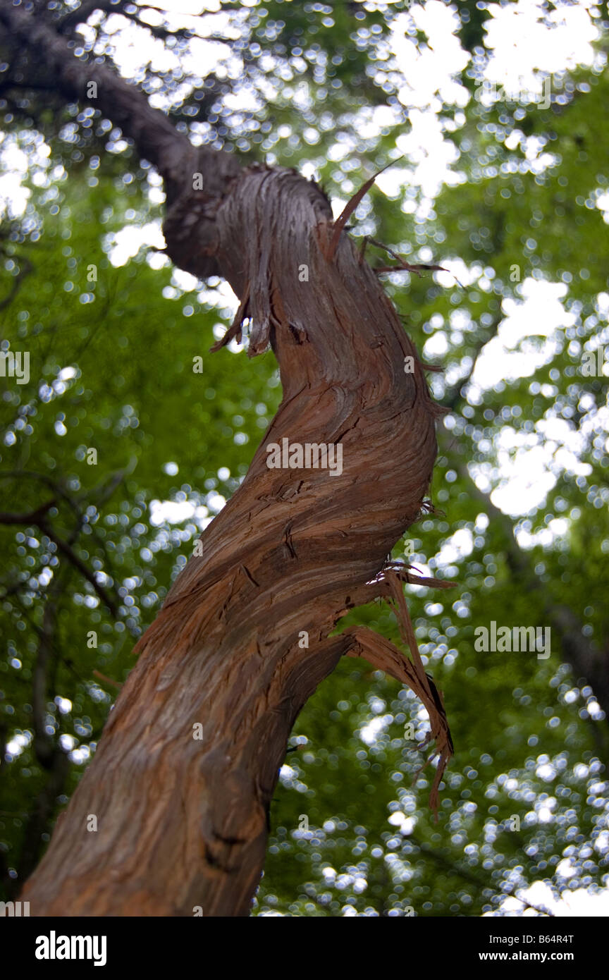 Vine Huntley Meadows Park Fairfax Alexandria VA Banque D'Images