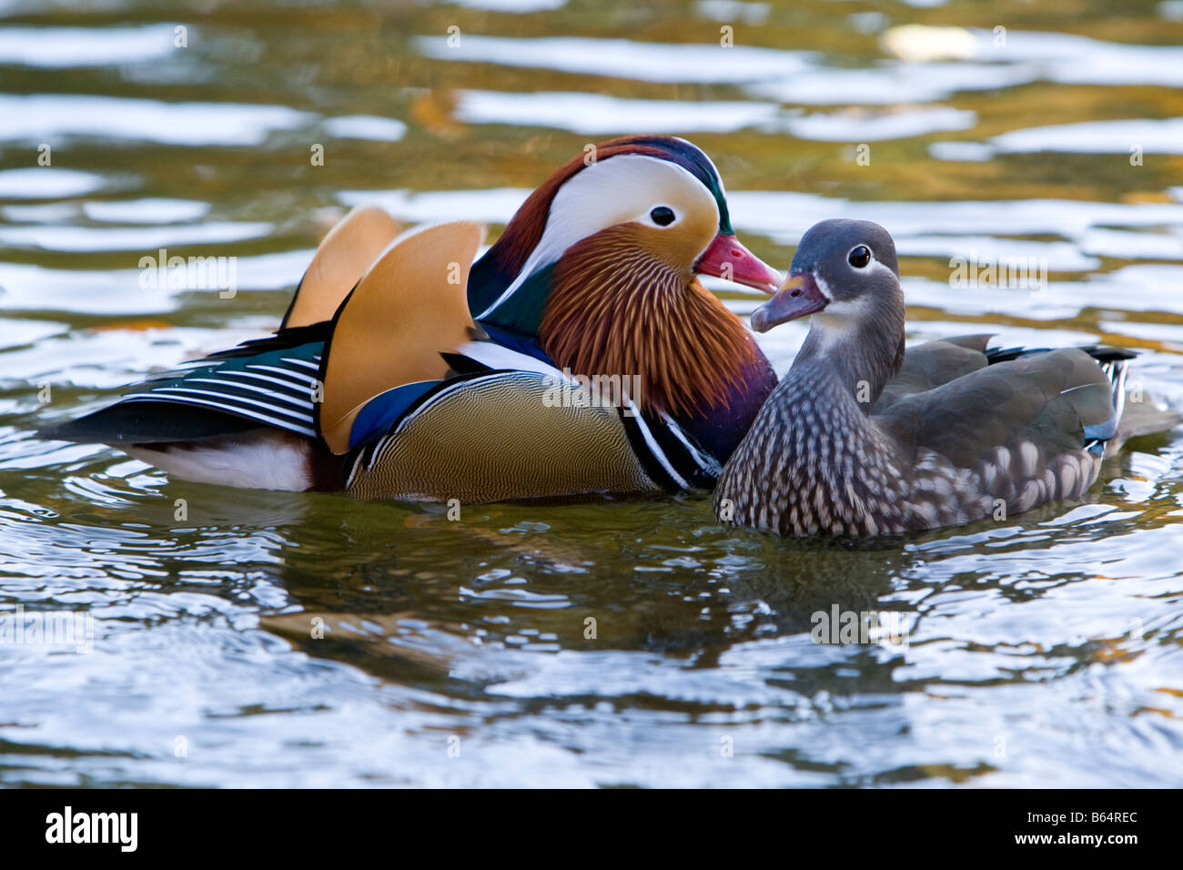 Paire de Canard Mandarin Aix galericulata oiseaux sauvages Keston, Kent UK Banque D'Images