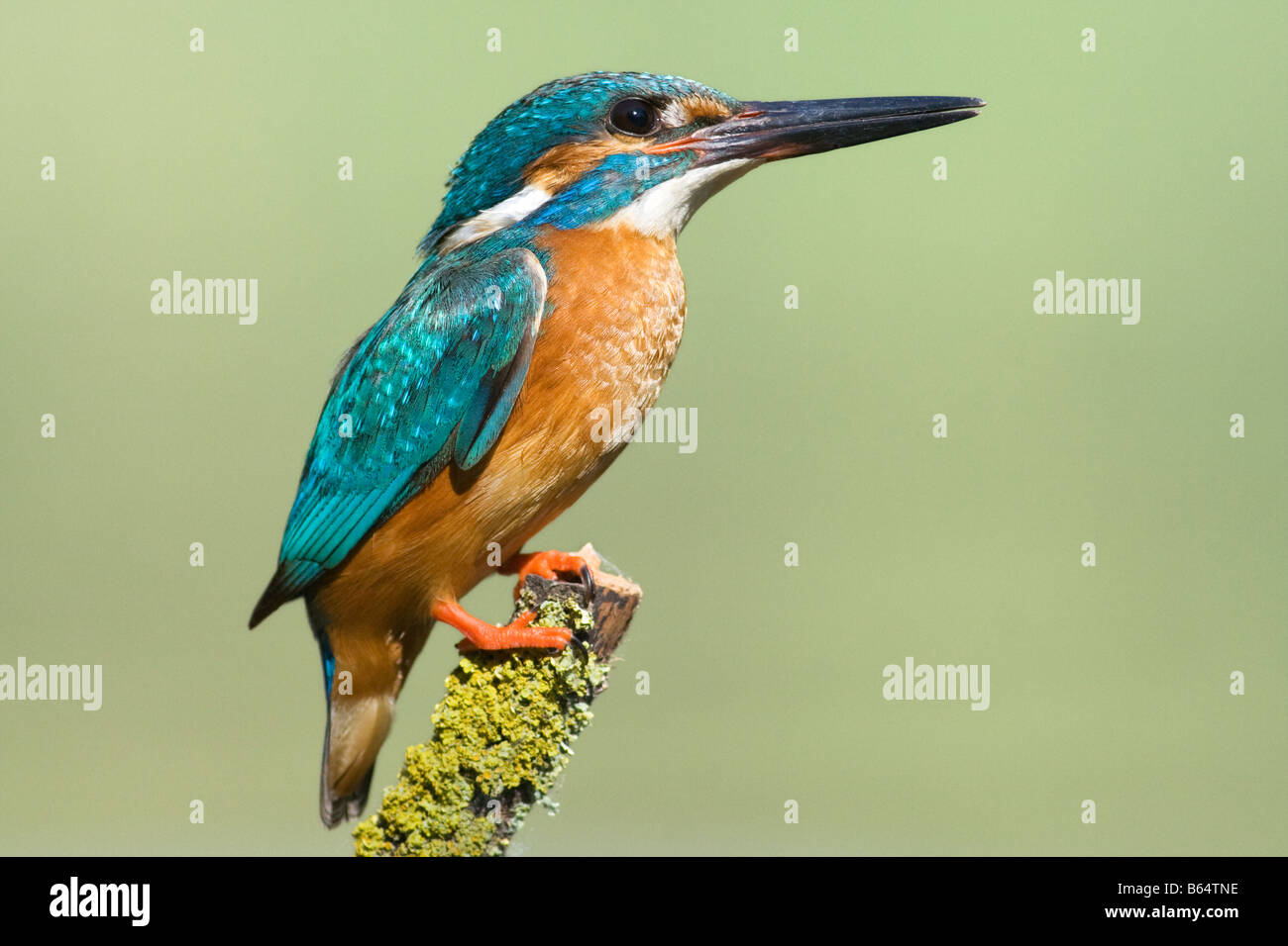 Kingfisher Alcedo atthis , homme , Banque D'Images