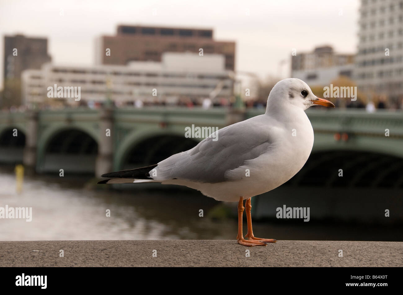 Une mouette près de Westminster Bridge, London, UK Banque D'Images