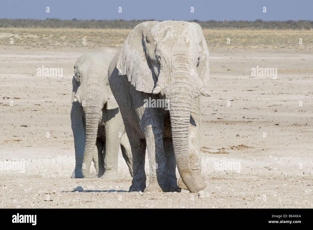 Les éléphants du désert venant à trou d'eau, Etosha National Park, Namibie Banque D'Images