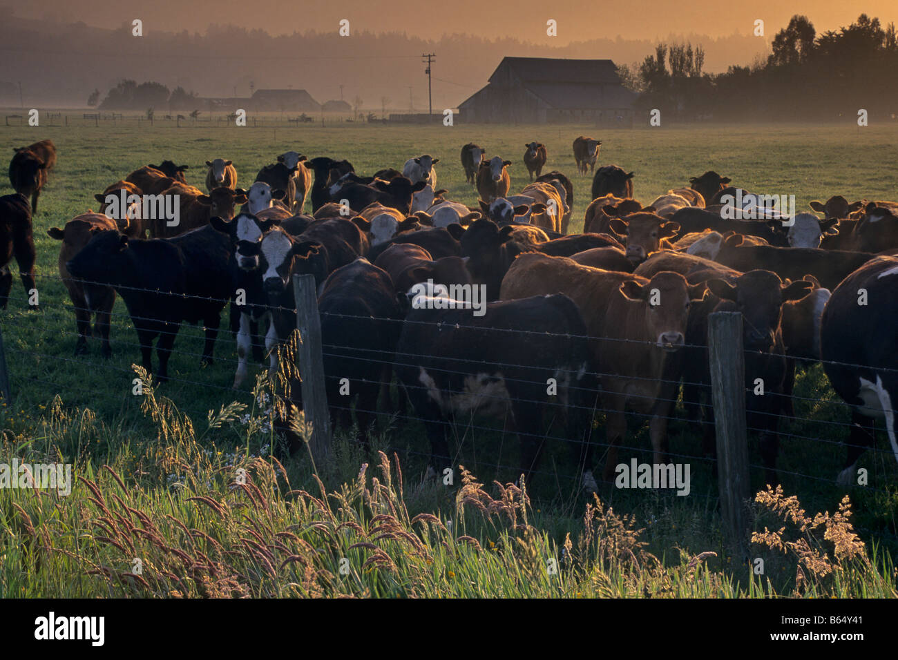 Grange et vaches dans les pâturages au lever de Arcata Humboldt County en Californie Banque D'Images