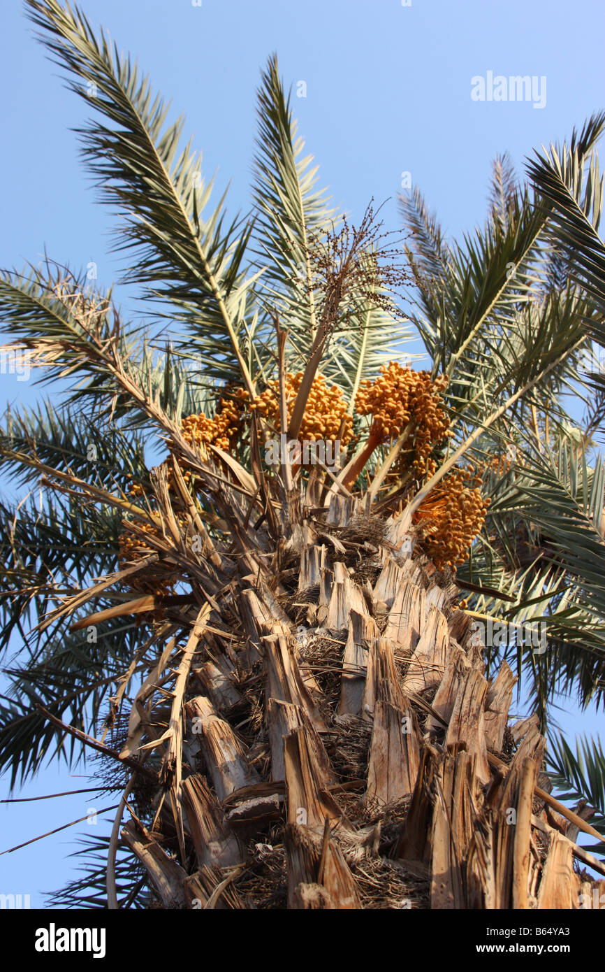 Date Palm tree près de M'hamid dans le désert du Sahara marocain sur la frontière algérienne Banque D'Images