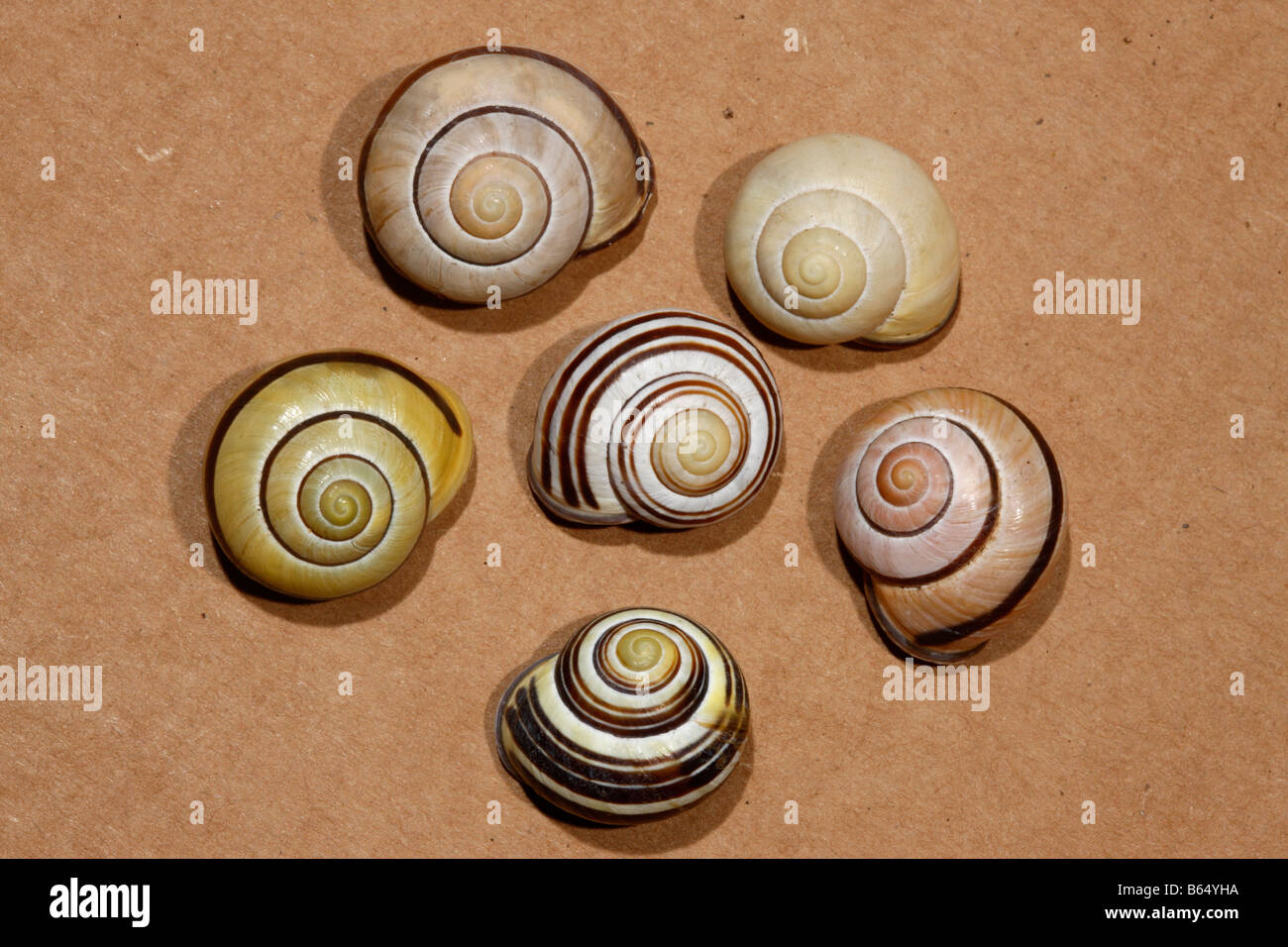 Grove ou escargot escargot Cepaea nemoralis lèvres marron ou Helix nemoralis un escargot dans le centre a ses spirales en marche arrière Banque D'Images