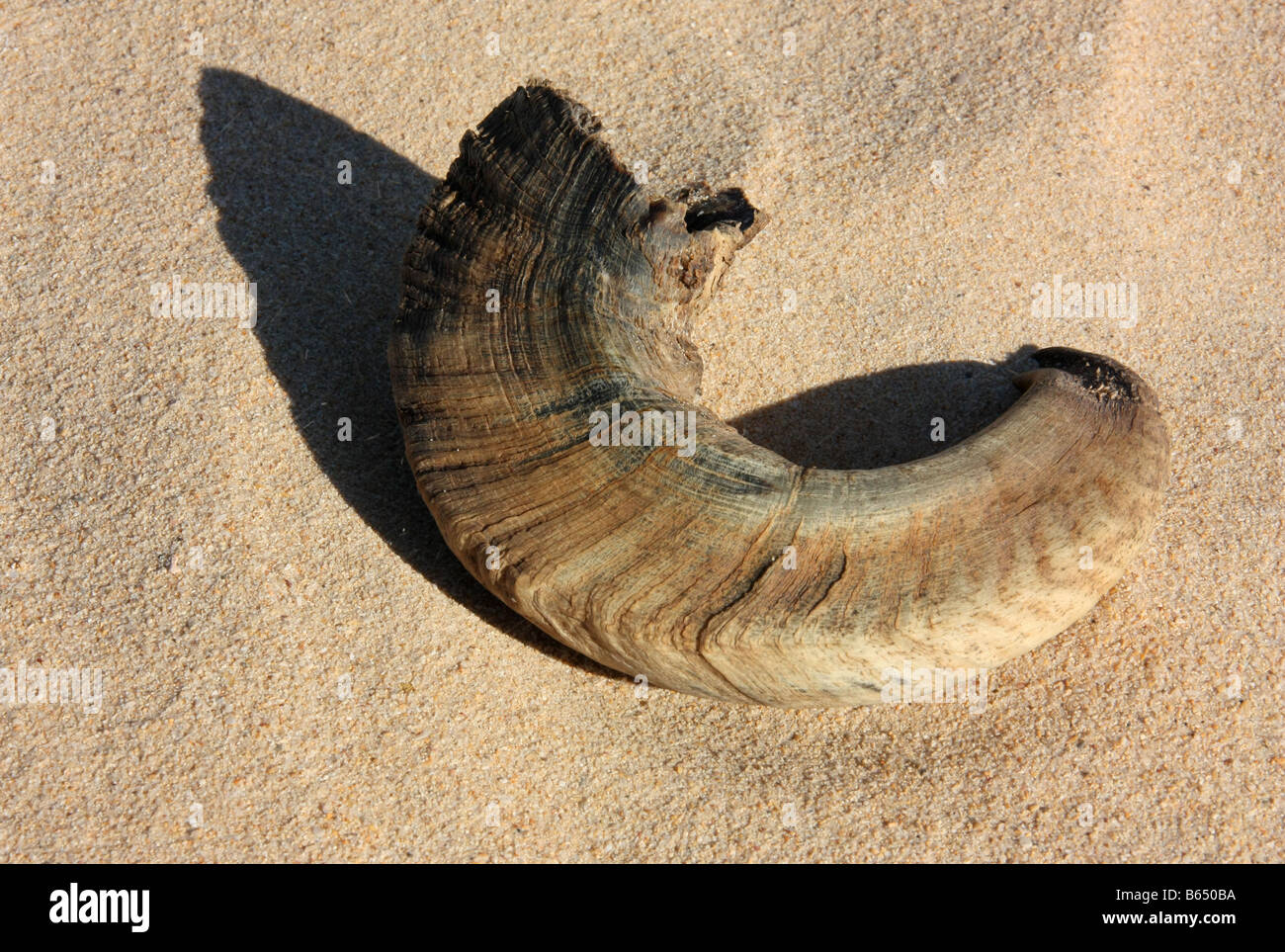 Corne de chèvre en Mauritanie Sahara Occidental Banque D'Images