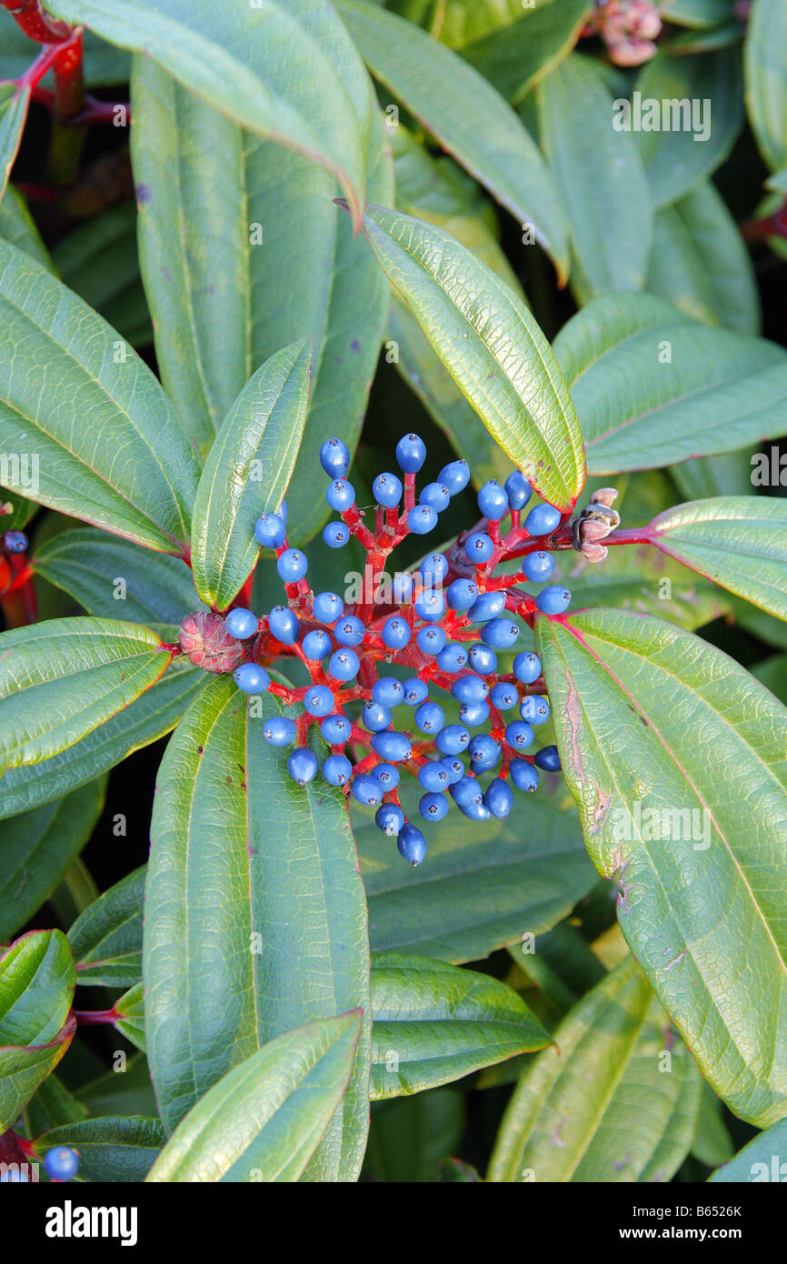 VIBURNUM DAVIDII AGM Banque D'Images