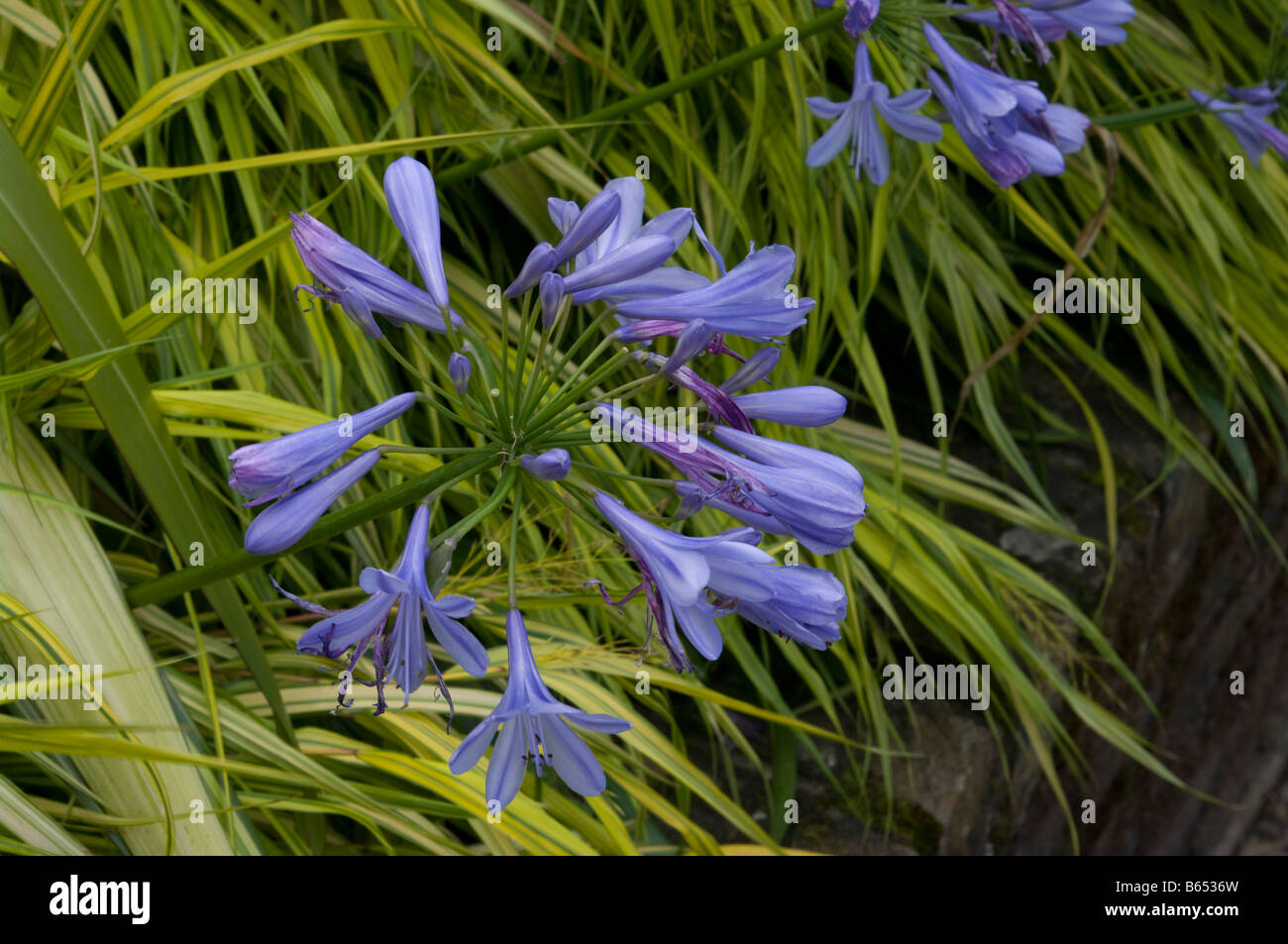 Agapanthus Blue Lily Africains Banque D'Images