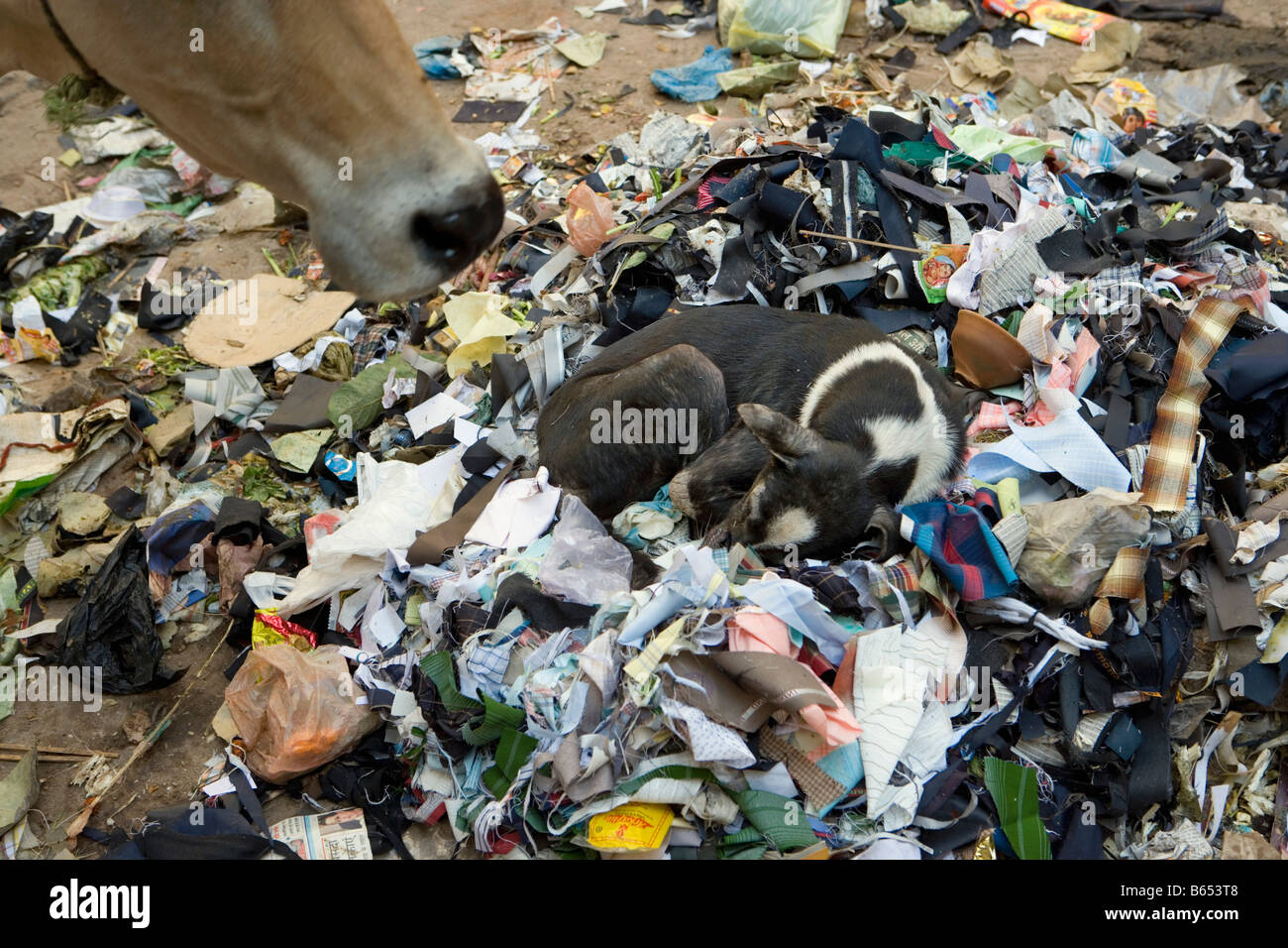 L'Inde, Uttar Pradesh, Varanasi, scène de rue. Chien dormant dans des ordures. Nez de vache sacrée. Banque D'Images
