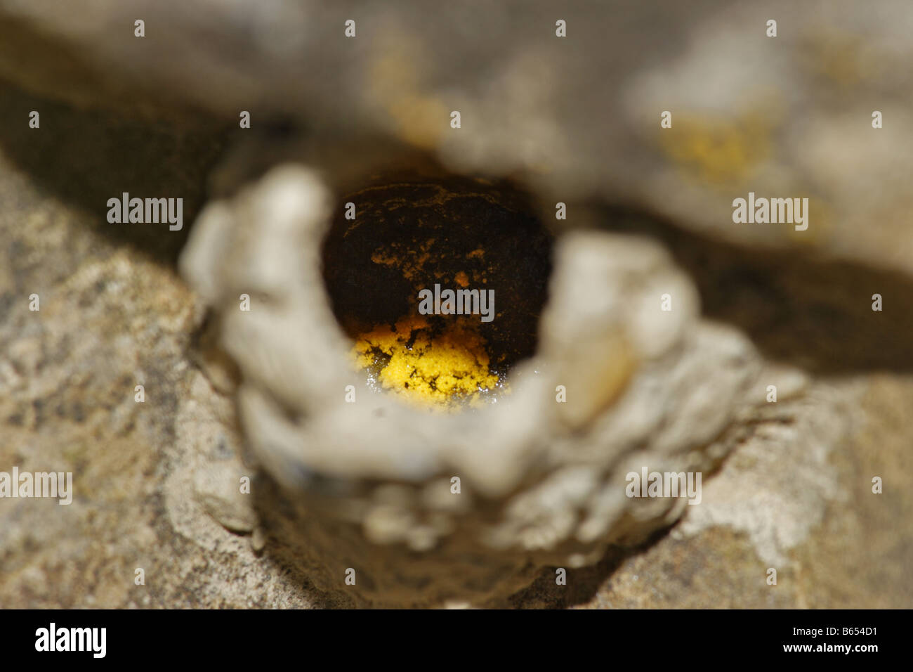 Mörtelbiene Megachile Chalicodoma parietina nid d'abeilles Banque D'Images