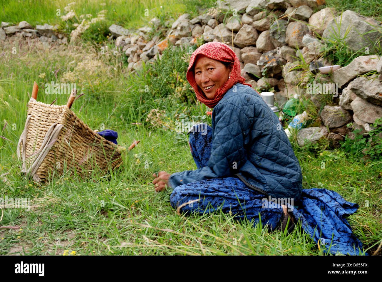 Un womes ladakhis est coupé de l'herbe pour la vache. Banque D'Images