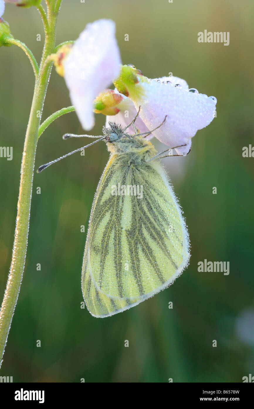 Papillon blanc veiné de vert (Pieris napi) se percher sur un Ladie's Smock fleur à l'aube. Powys, Pays de Galles. Banque D'Images