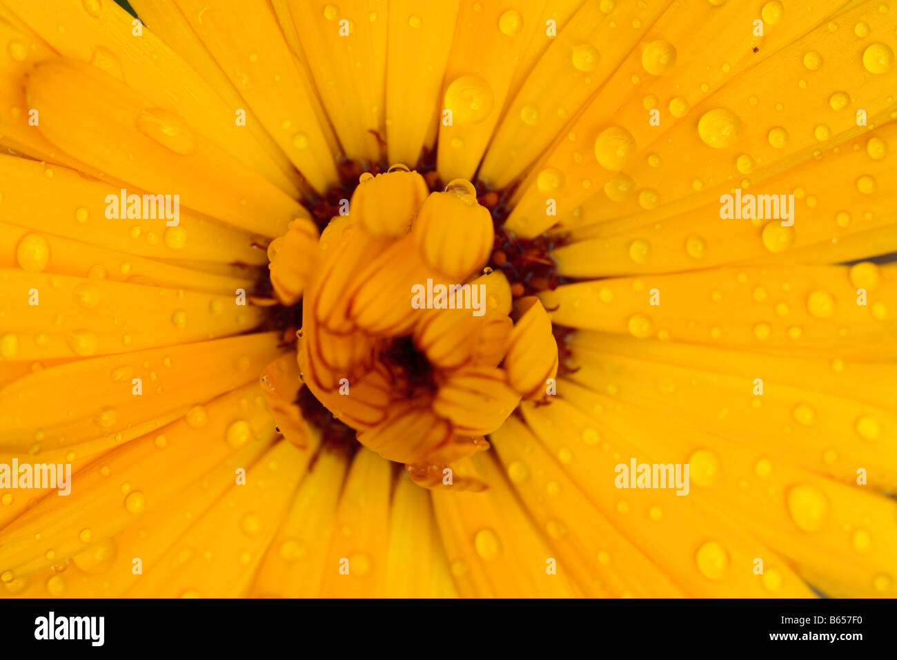 Close up des gouttes sur une fleur de souci officinal (Calendula officinalis). Chaque année le jardin. Banque D'Images