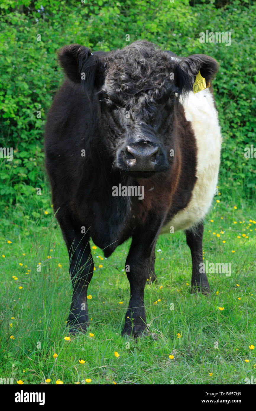 Ceinture à Clattinger vache Farm, Wiltshire, Angleterre. Banque D'Images