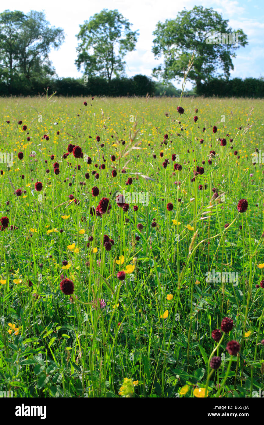 Plus de Burnett (Sanguisorba officinalis) la floraison dans un Clattinger à hay meadow Farm, Wiltshire, Angleterre. Banque D'Images