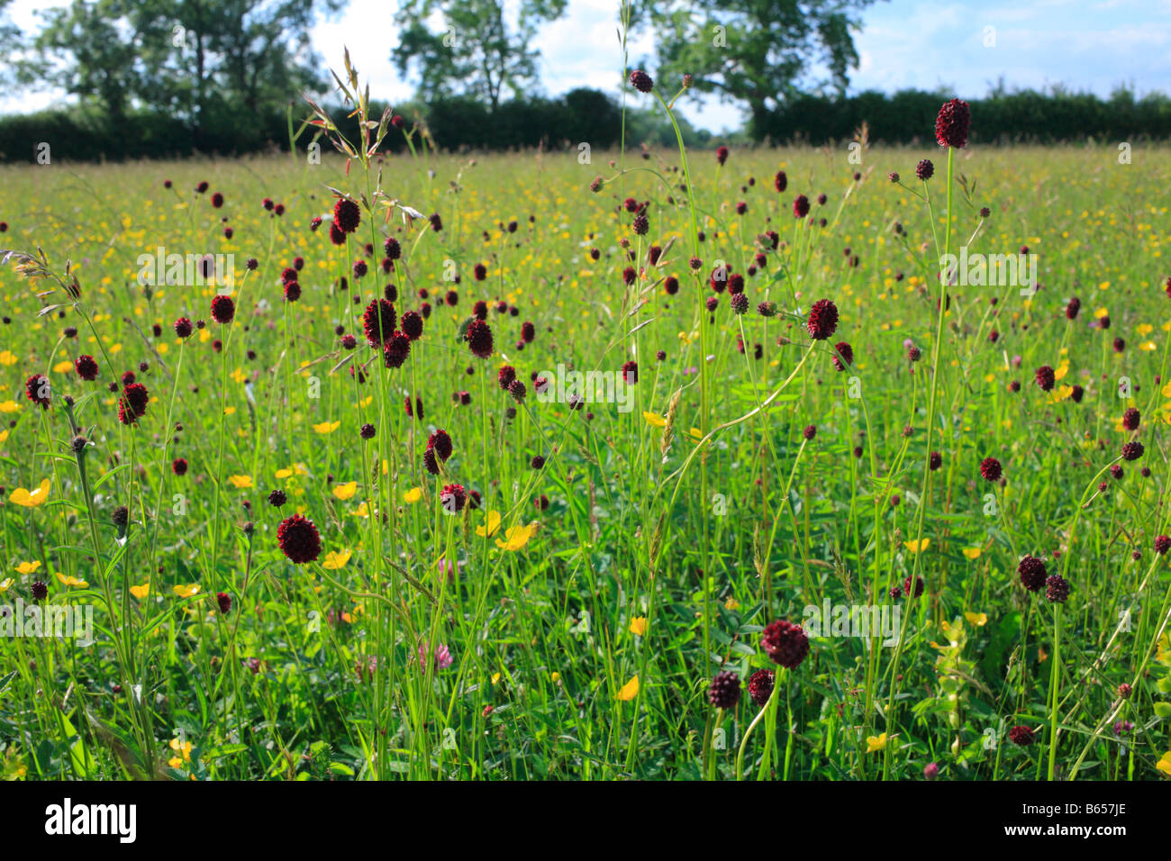 Plus de Burnett (Sanguisorba officinalis) la floraison dans un Clattinger à hay meadow Farm, Wiltshire, Angleterre. Banque D'Images