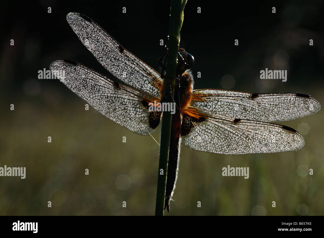 4 spots Chaser Dragonfly (Libellula quadrimaculata) se percher à l'aube à Clattinger Farm, Wiltshire, Angleterre. Banque D'Images