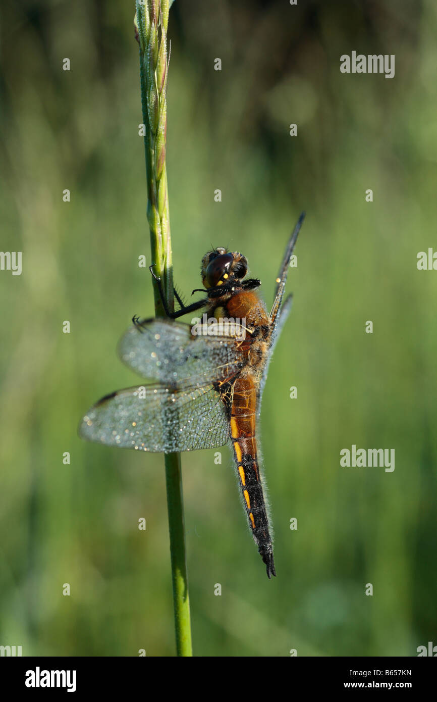 Sur place quatre Chaser Dragonfly (Libellula quadrimaculata). Le repos à l'aube à Clattinger Farm, Wiltshire, Angleterre. Banque D'Images