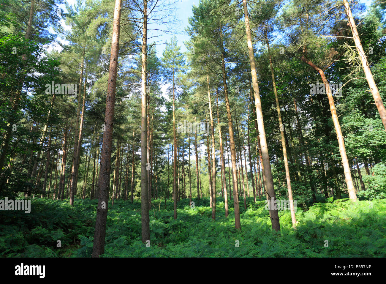 Bois de pin dans la forêt de Thetford. Le district de Breckland, Norfolk, Angleterre. Banque D'Images