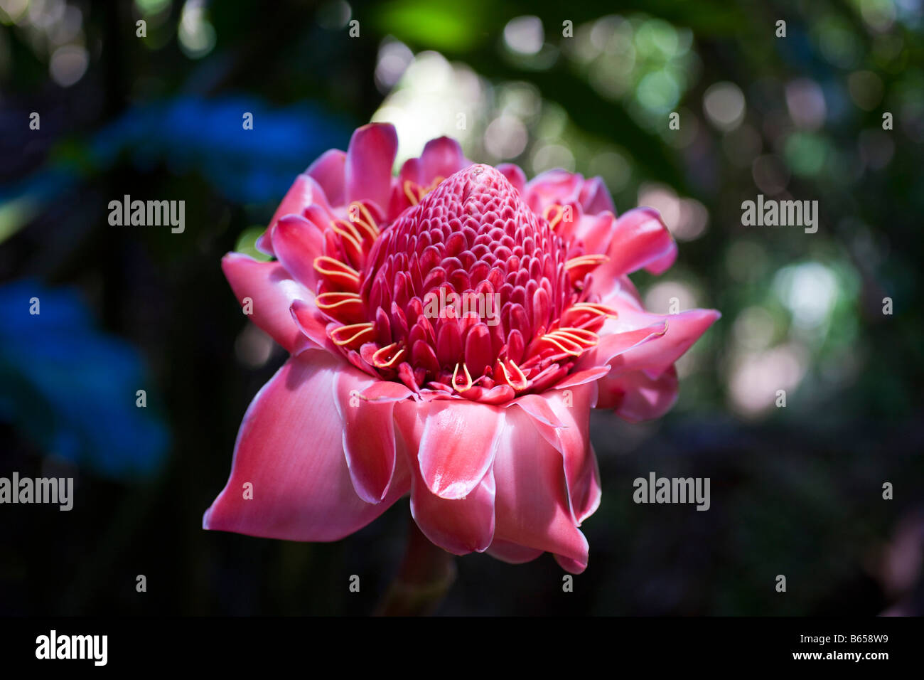 Torch Ginger Etlingera elatior Maui Hawaii USA Banque D'Images