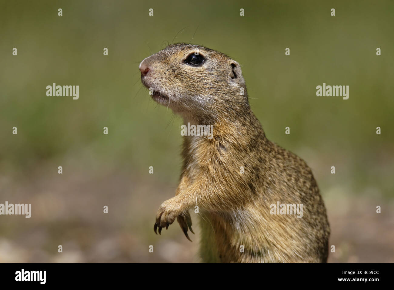 Erdhörnchen Ziesel spermophilus Citellus citellus Erdmännchen spermophile souslik d'Europe Banque D'Images