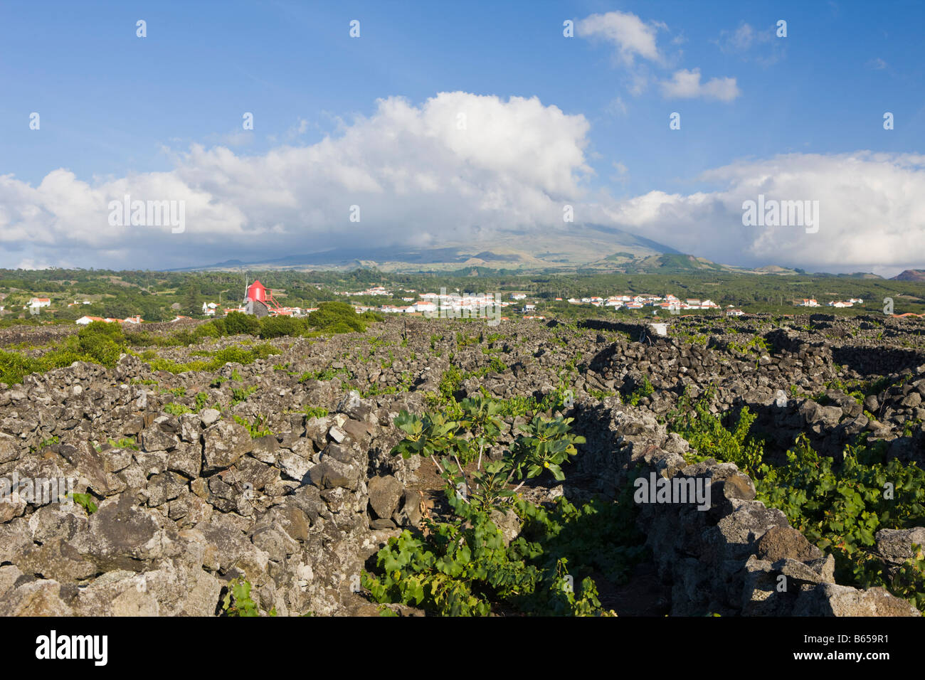 L'île de Pico Vineyard Culture Site du patrimoine de l'Unesco l'île de Pico Açores Portugal Banque D'Images